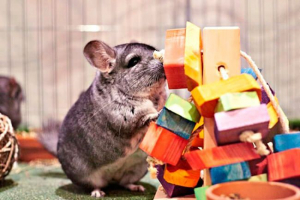 Kupljene i domaće igračke za činčile Kupljene i domaće igračke za činčile